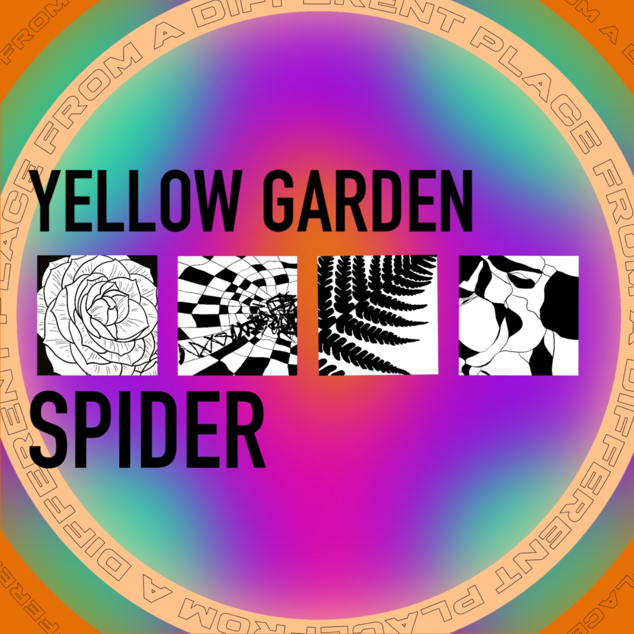 Yellow Garden Spider — From a Different Place